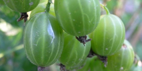 Uralski smaragd ogrozd: opis sorte, fotografije, recenzije